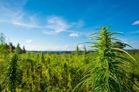 Cultivar Cannabis en Exterior: Consejos y Técnicas para un Cultivo Exitoso