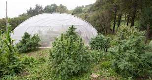 Preparación del suelo para el cultivo de cannabis: Todo lo que necesitas saber