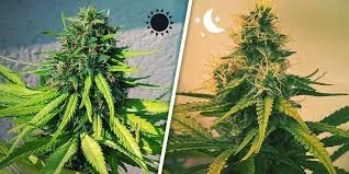 Diferencias entre semillas automáticas y feminizadas de cannabis